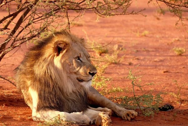 Lion