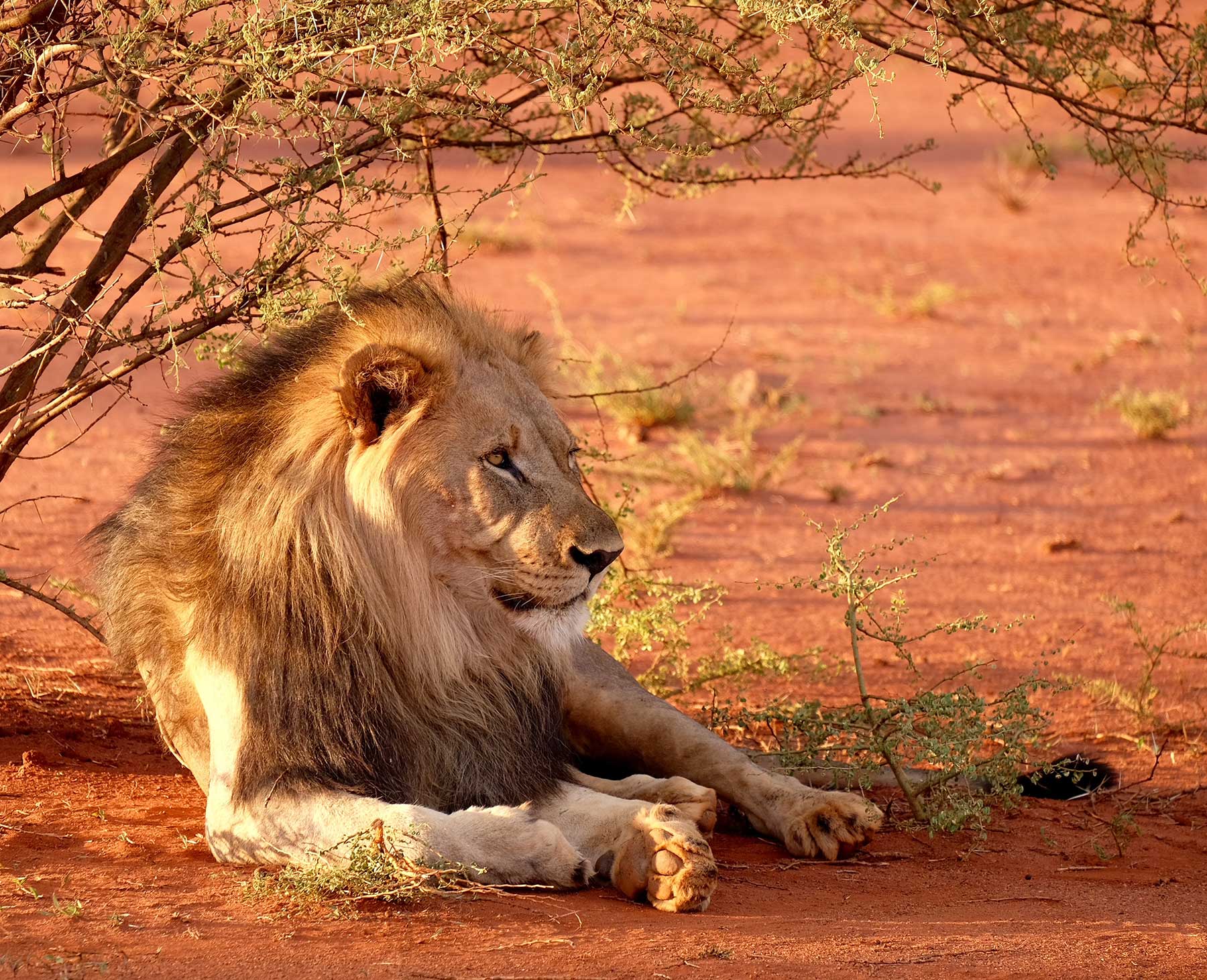 Radio Lessons #35 – The Lion and The Gazelle