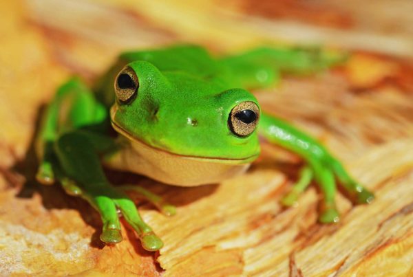 Frogs