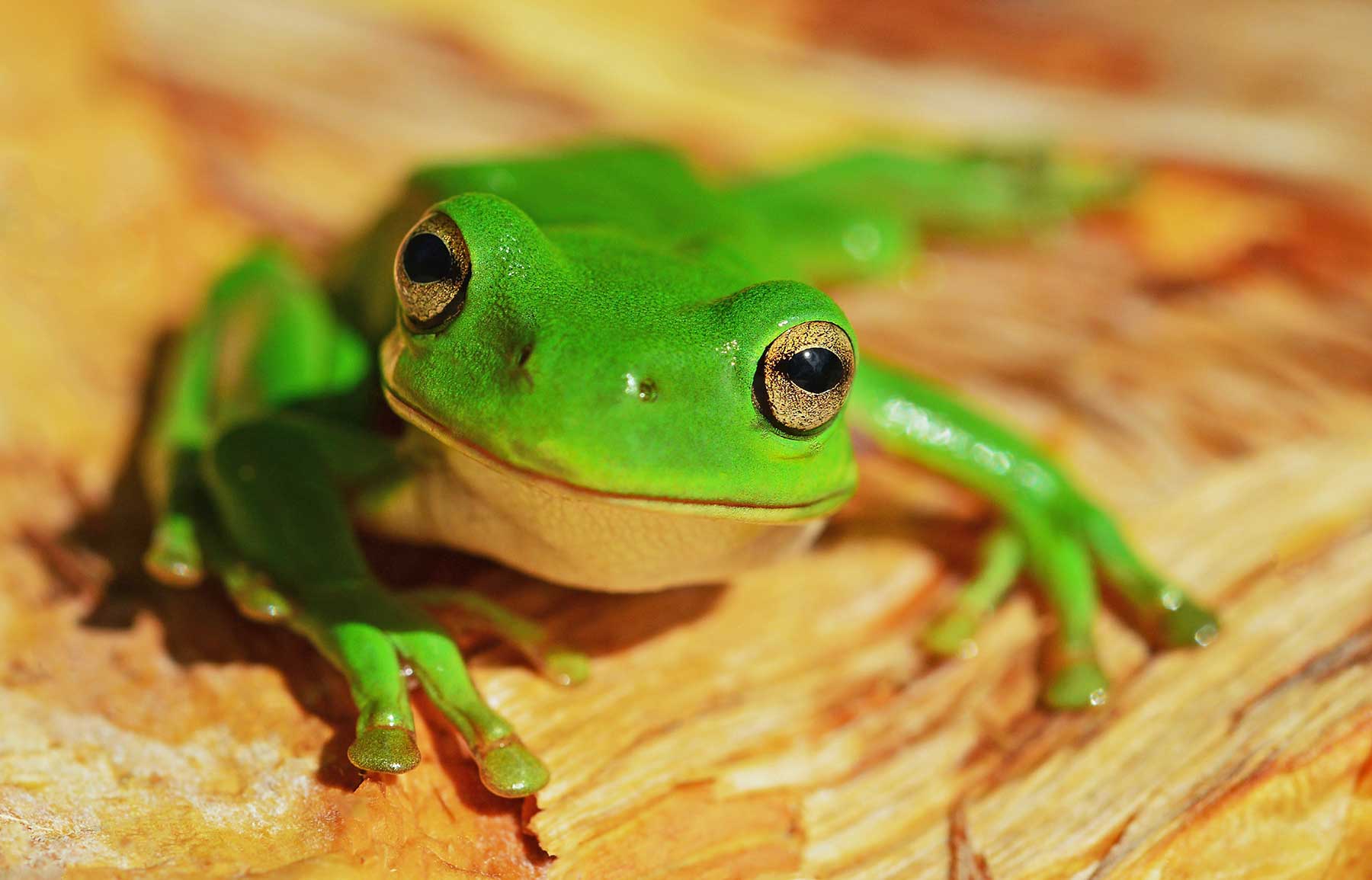 Radio Lessons #38 – The Frog