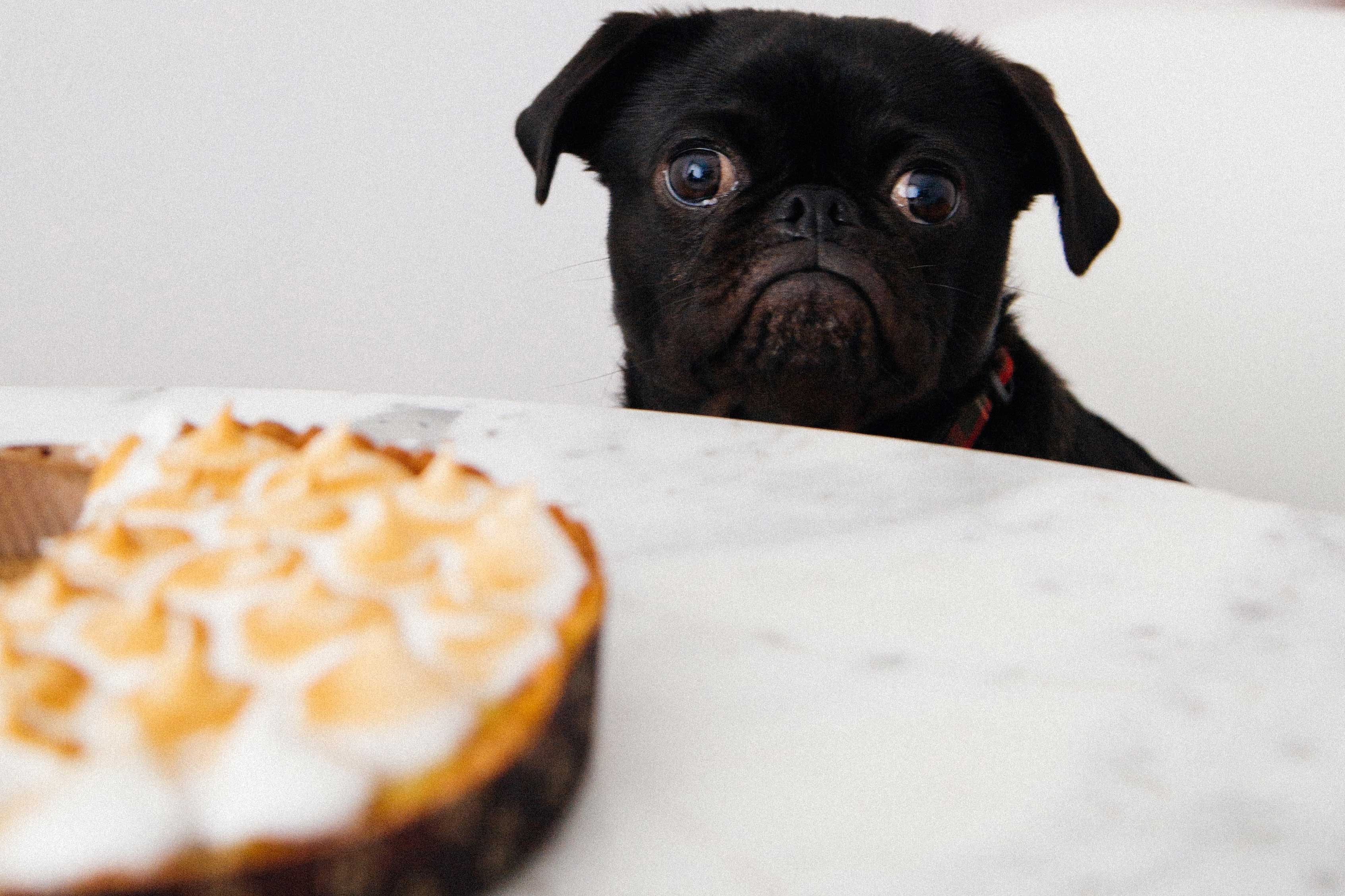 Radio Lessons #39 – Dogs at dinner