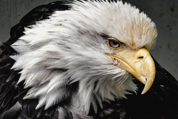 The Eagle