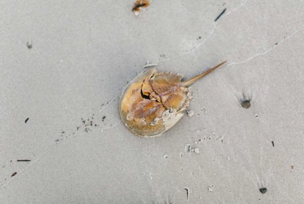 Horseshoe Crab