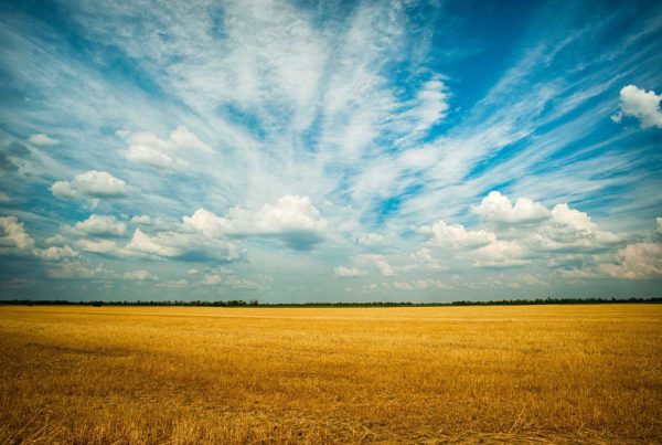 Field of Dreams