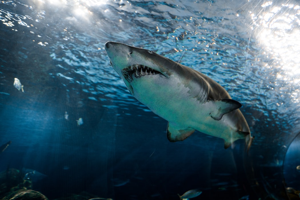 Radio Lessons #109 – Jaws